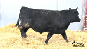 Feiring Angus Bull