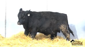 Feiring Angus Bull