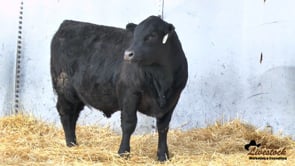 Feiring Angus Bull