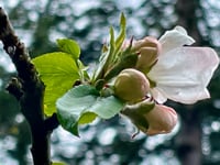 BLOSSOM Song Bath Sanctuary 4.7.24