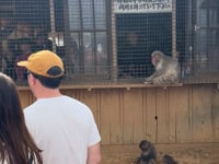 Snow Monkeys