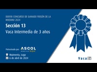 Vaca intermedia de 3 años