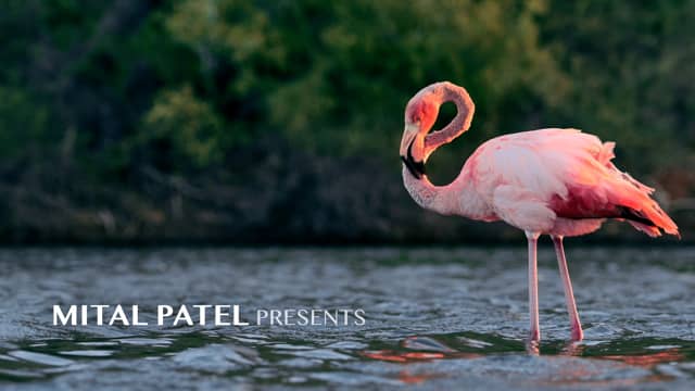 GALAPAGOS - Wildlife in Harmony