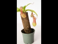 Carnívora Nepenthes