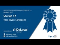 Vaca joven campeona