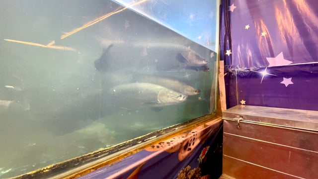 Many arapaima fish swim in a dirty tank in an aquarium exhibition in Pune, Maharashtra, India, 2024