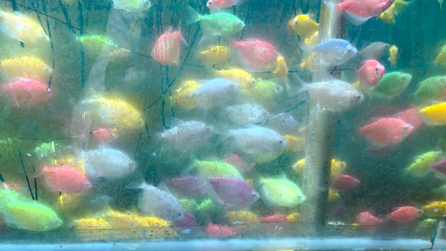 Many colour widow tetra fish swim in a dirty tank in an aquarium tunnel exhibition in Pune, Maharashtra, India, 2024