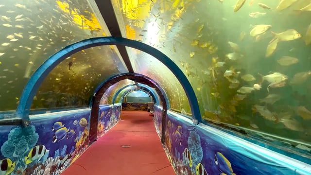 Many swim in tanks with coloured flashing lights in an underwater fish tunnel expo aquarium in Pune, Maharashtra, India, 2024