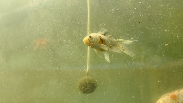 A goldfish swims in a dirty tank in an aquarium exhibition in Pune, Maharashtra, India, 2024