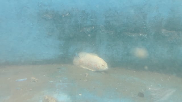 A fish sits on the bottom of a dirty tank in an aquarium exhibition in Pune, Maharashtra, India, 2024