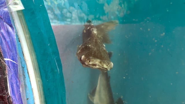 A fish with injuries and fungal infection struggles to swim in a dirty tank in an aquarium exhibition in Pune, Maharashtra, Indi