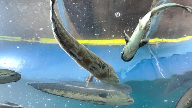 A sick fish with injuries and a heavy fungal infection swims in a tank in an aquarium exhibition in Pune, Maharashtra,