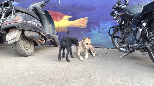 Two Indian street dogs, mother and puppy, greet each other in Pune, Maharashtra, India, 2024