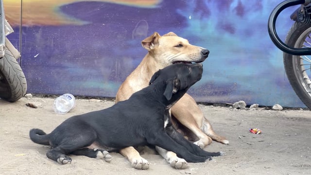Two Indian street dogs, mother and puppy, show affection in Pune, Maharashtra, India, 2024