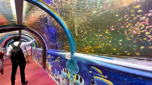 Many fish swim in tanks in an aquarium tunnel exhibition in Pune, Maharashtra, India, 2024
