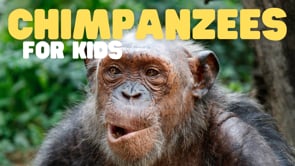 Vimeo Thumbnail