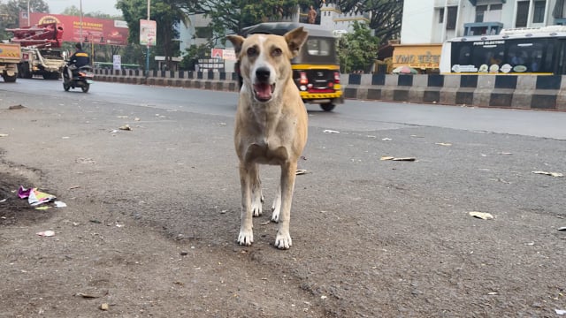 An Indian street dog scratches and runs off next to a busy road in Pune, Maharashtra, India, 2024