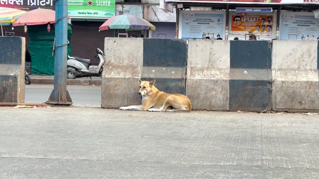 An Indian street dog sits in the middle of a busy road in Pune, Maharashtra, India, 2024