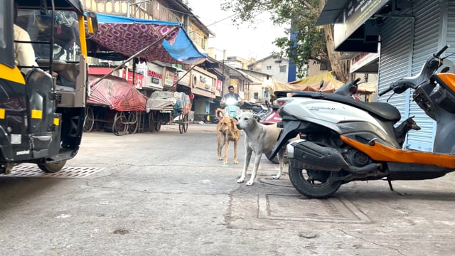 Two Indian street dogs avoid traffic in the middle of a road, Pune, India, 2024