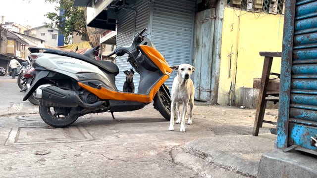 A friendly Indian street dog or stray dog approaches the camera in Pune,  India, 2024