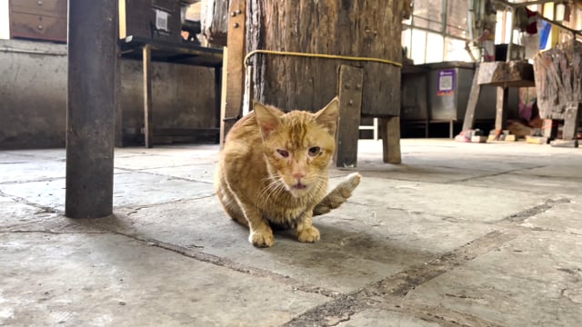 A sick Indian street cat with an eye infection sits inside Shivaji Market in Pune,  India, 2024