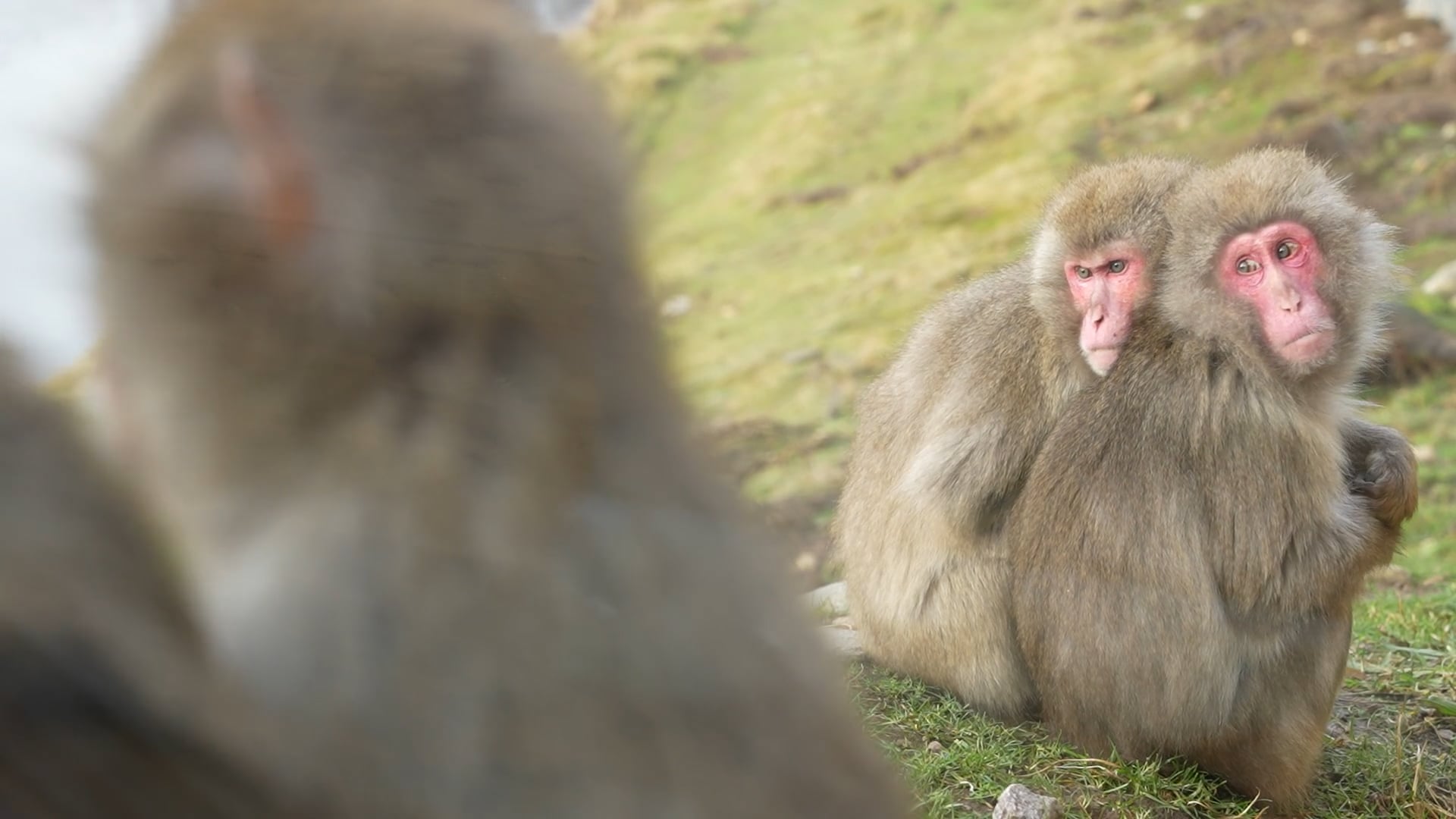 Scotland's Missing Monkey