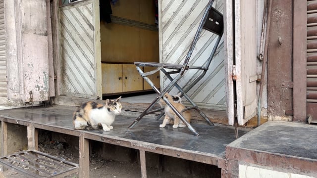 Indian street kittens play outside a shop in Pune, India, 2024