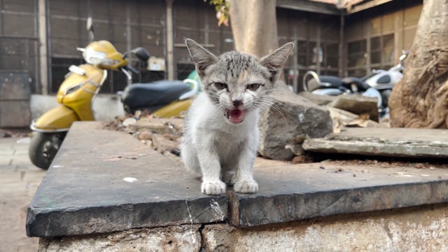 A small Indian stray kitten meows outside Shivaji Market in Pune, India, 2024