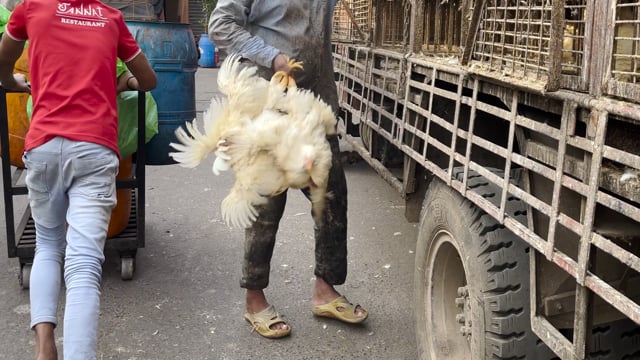 Workers unload broiler chickens from a truck and carry them in bunches outside Shivaji Market, Pune,  India, 2024