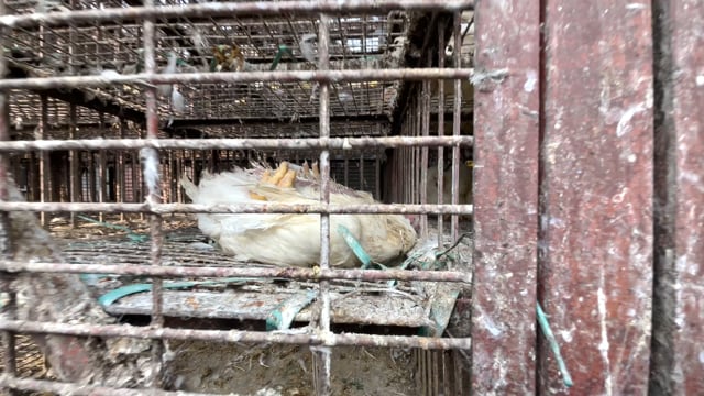 A dead chicken lies inside a chicken truck outside Shivaji Market in Pune, India, 2024