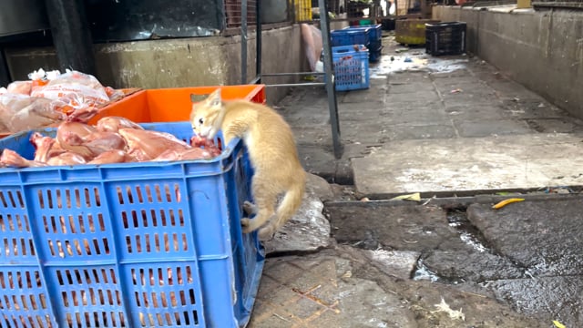 A tiny Indian street kitten steals food from a crate of meat at Shivaji Market, Pune,  India, 2024