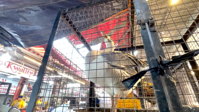 A goose honks inside a cage in Shivaji Market, Pune, Maharashtra, India, 2024