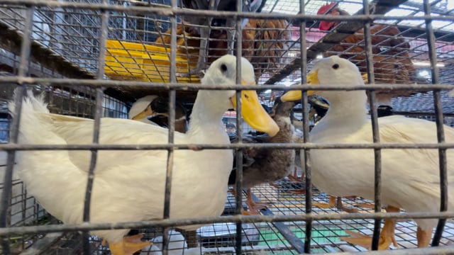 Ducks move around and quack inside a cage in Shivaji Market, Pune, Maharashtra, India, 2024