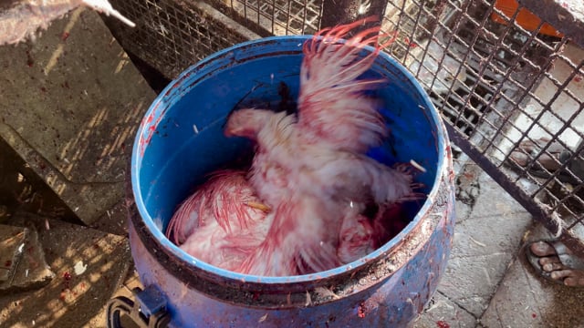 A worker slaughters broiler chickens and throws them inside a plastic drum inside Shivaji Market, Pune, India, 2024