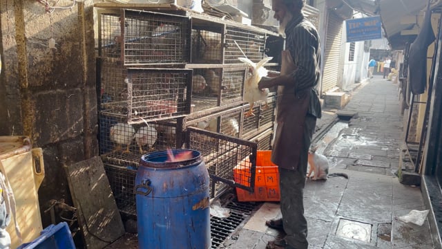 Slow Motion: A worker slaughters broiler chickens and throws them inside a plastic drum inside Shivaji Market, Pune, India, 2024