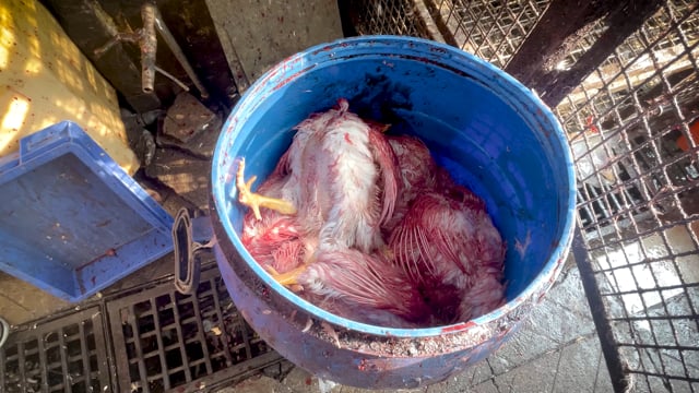 Indian broiler chickens slowly die inside a plastic drum inside Shivaji Market, Pune, India, 2024