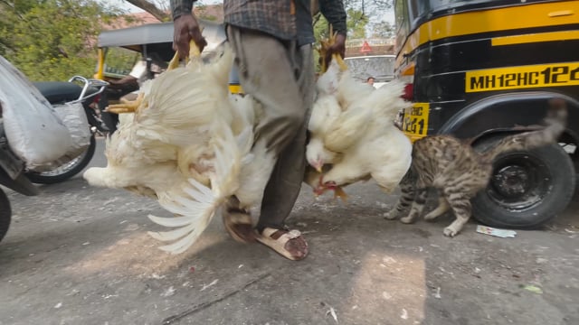 A worker carries Indian broiler chickens in a bunch outside Shivaji Market, Pune, Maharashtra, India, 2024