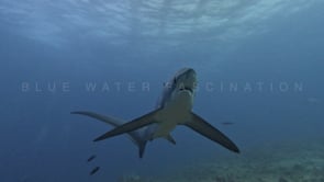 2484_Thresher shark swimming very close in front of the camera in slow motion