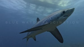2483_Thresher shark passing close in front of the camera