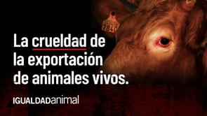 La REALIDAD de la EXPORTACIÓN de ANIMALES VIVOS