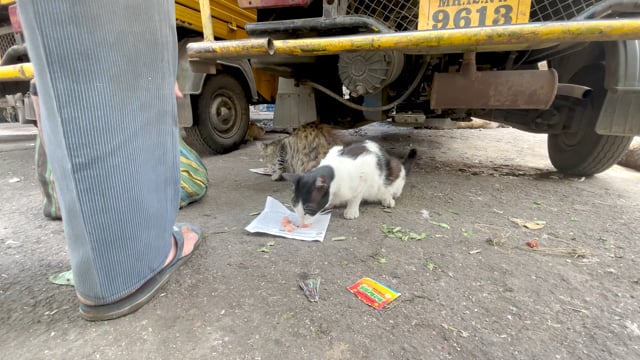 A man feeds street cats outside a meat market in Pune, Maharashtra, India, 2024
