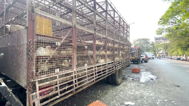 Many chickens wait in chicken trucks to be unloaded outside Shivaji Market in Pune,  India, 2024