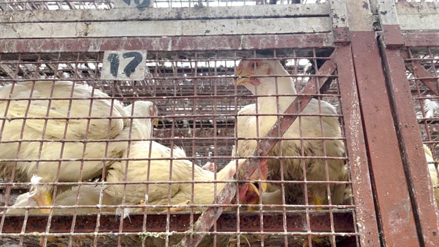 Chickens pant in cages in chicken trucks while waiting to be unloaded outside Shivaji Market in Pune,  India, 2024