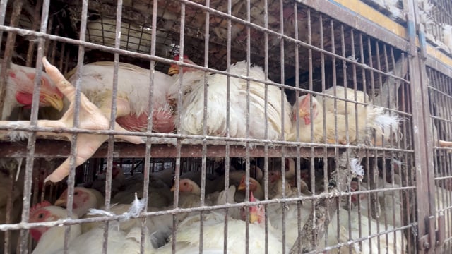 Lots of Indian chickens sit crammed into chicken trucks waiting to be unloaded outside Shivaji Market in Pune, India, 2024