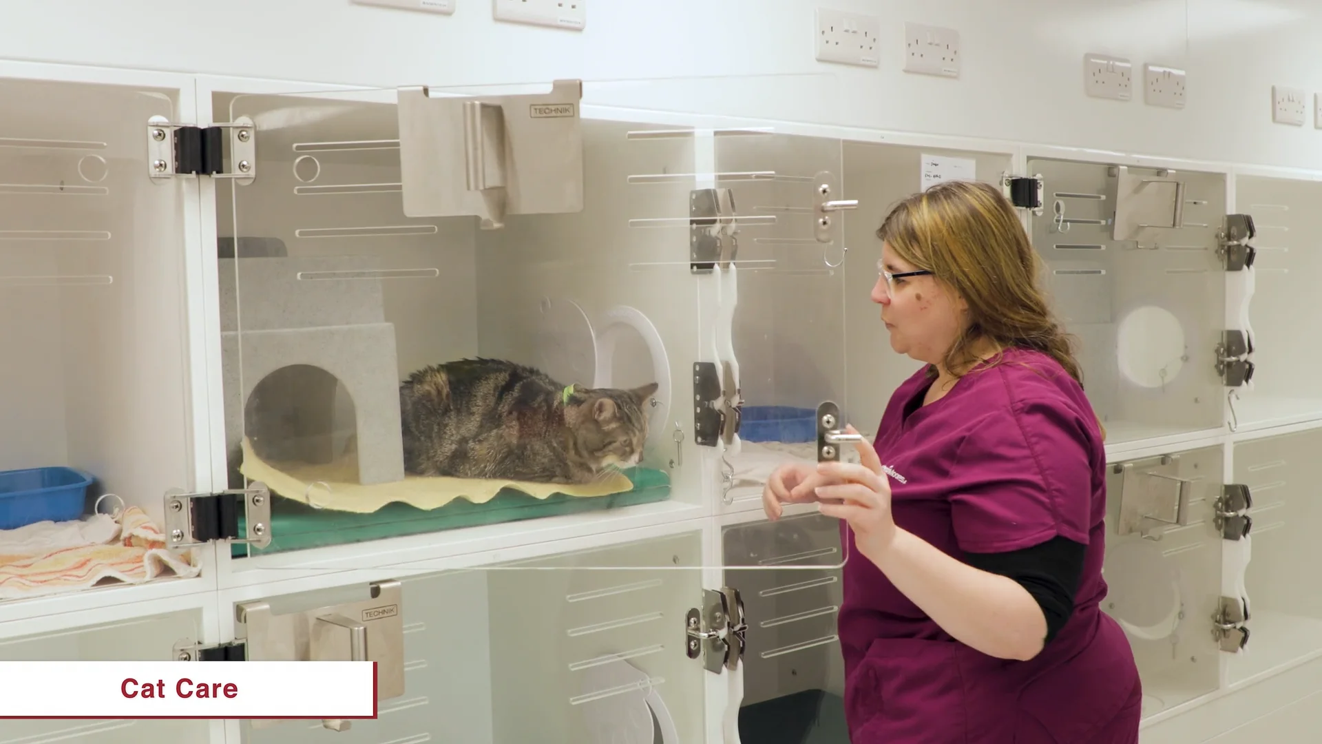 Cat Friendly Clinic Anderson Moores Veterinary Specialists