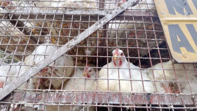 Many chickens sit crammed into chicken trucks waiting to be unloaded outside Shivaji Market in Pune, Maharashtra, India, 2024