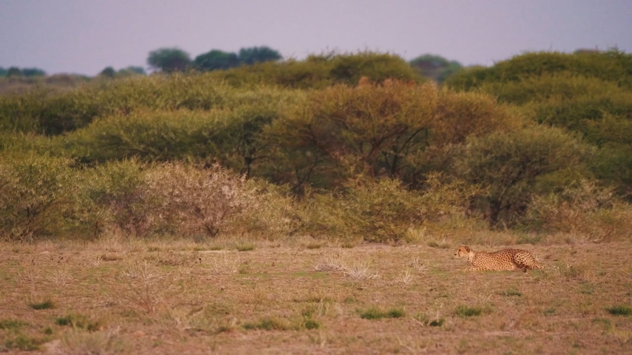Cheetah hunting