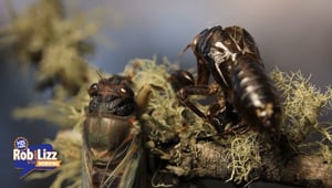 Cicadas Are On The Way
