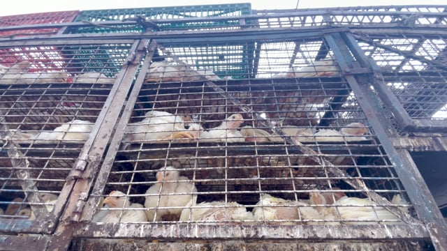 Dozens of Indian broiler chickens sit packed into chicken trucks waiting to be unloaded outside Shivaji Market in Pune, Maharash