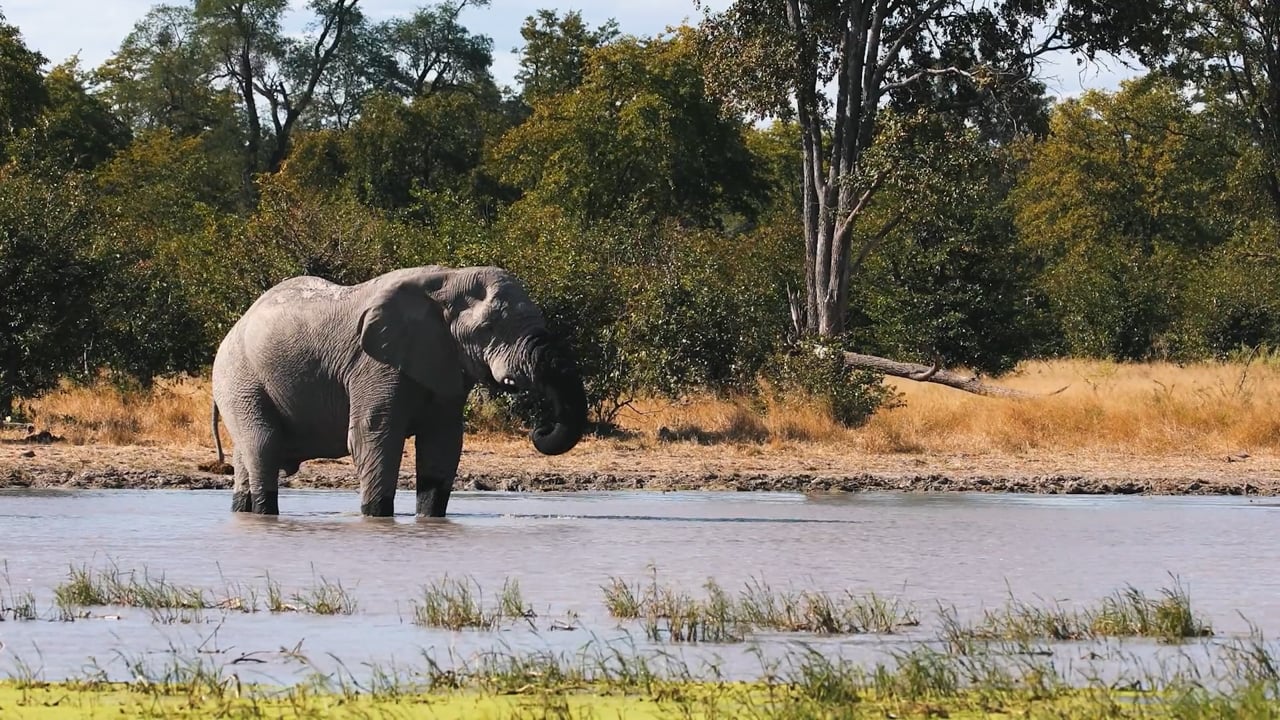 Elephant broken tusks